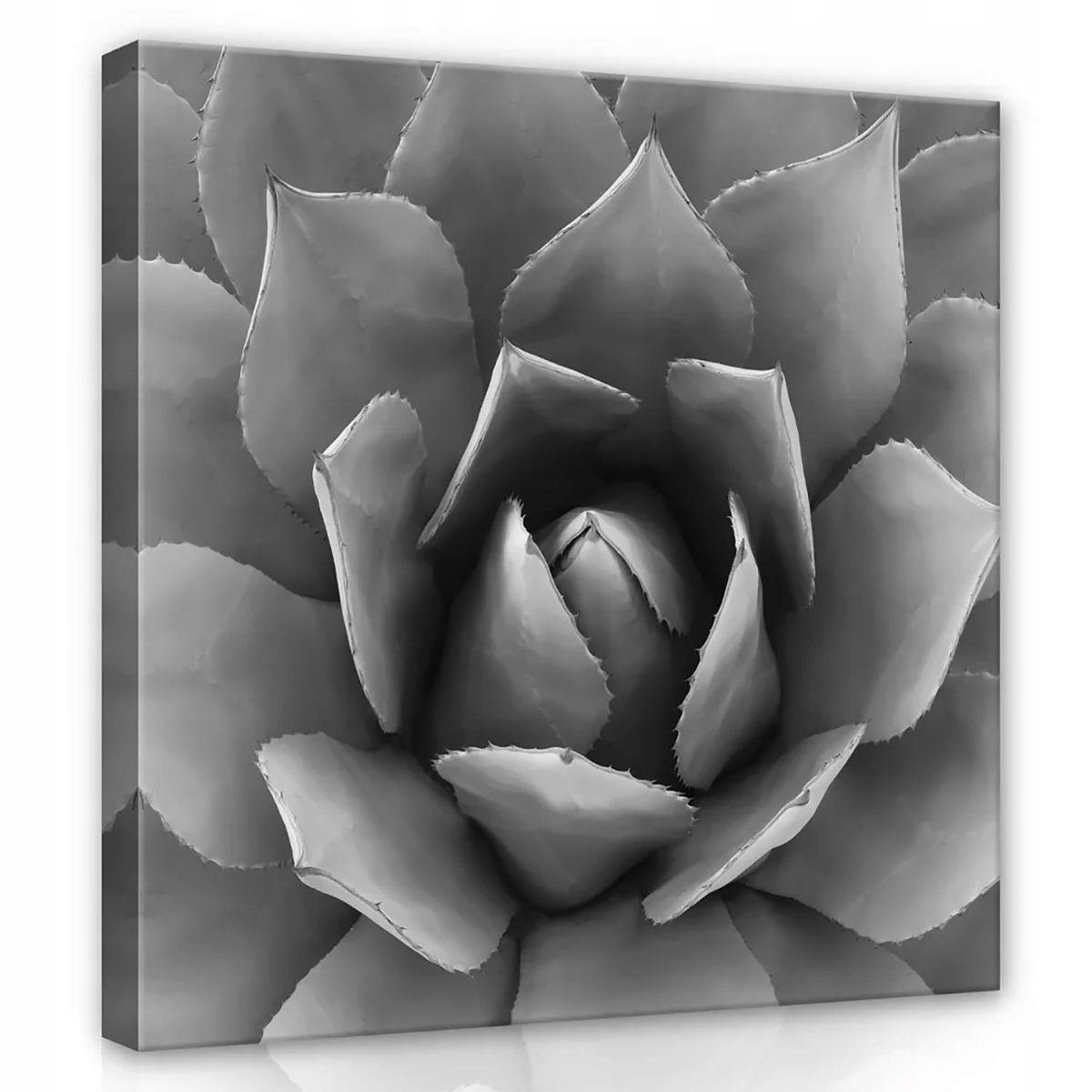 Obraz Na Plátně Canvas 80x80 Agawa Rostlina