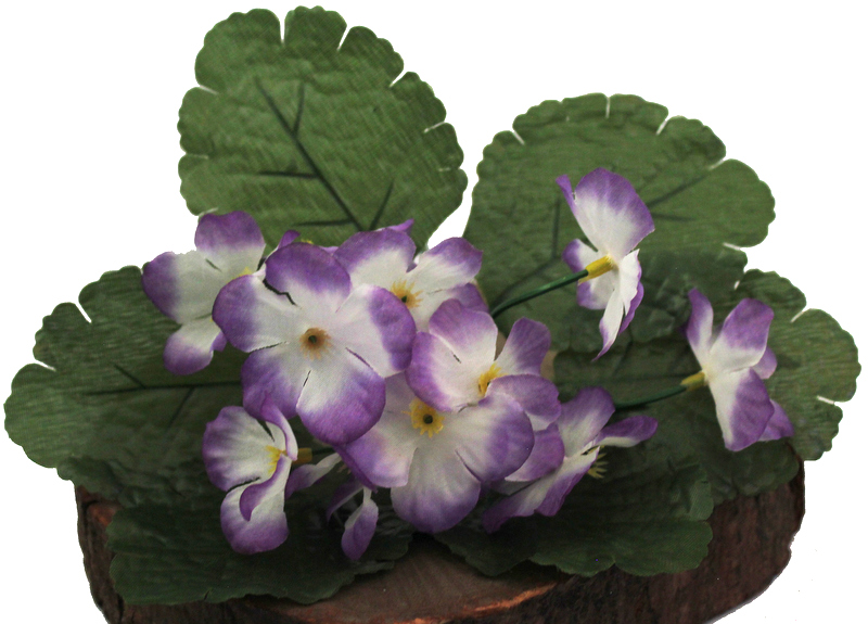 

Primula Prymula Prymulka Bukiecik Lawendowy