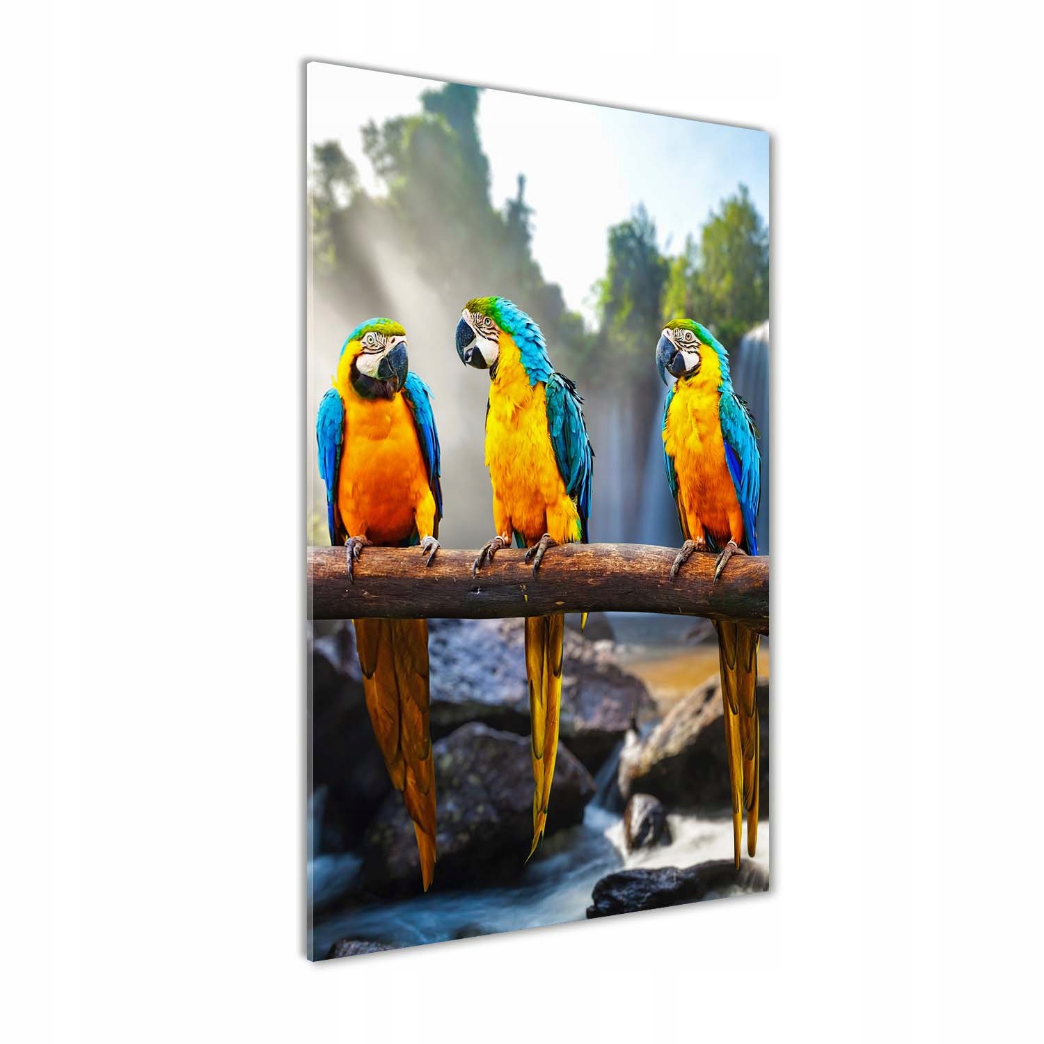Fotoobraz tvrzené sklo Papoušci Ary 50x100 cm