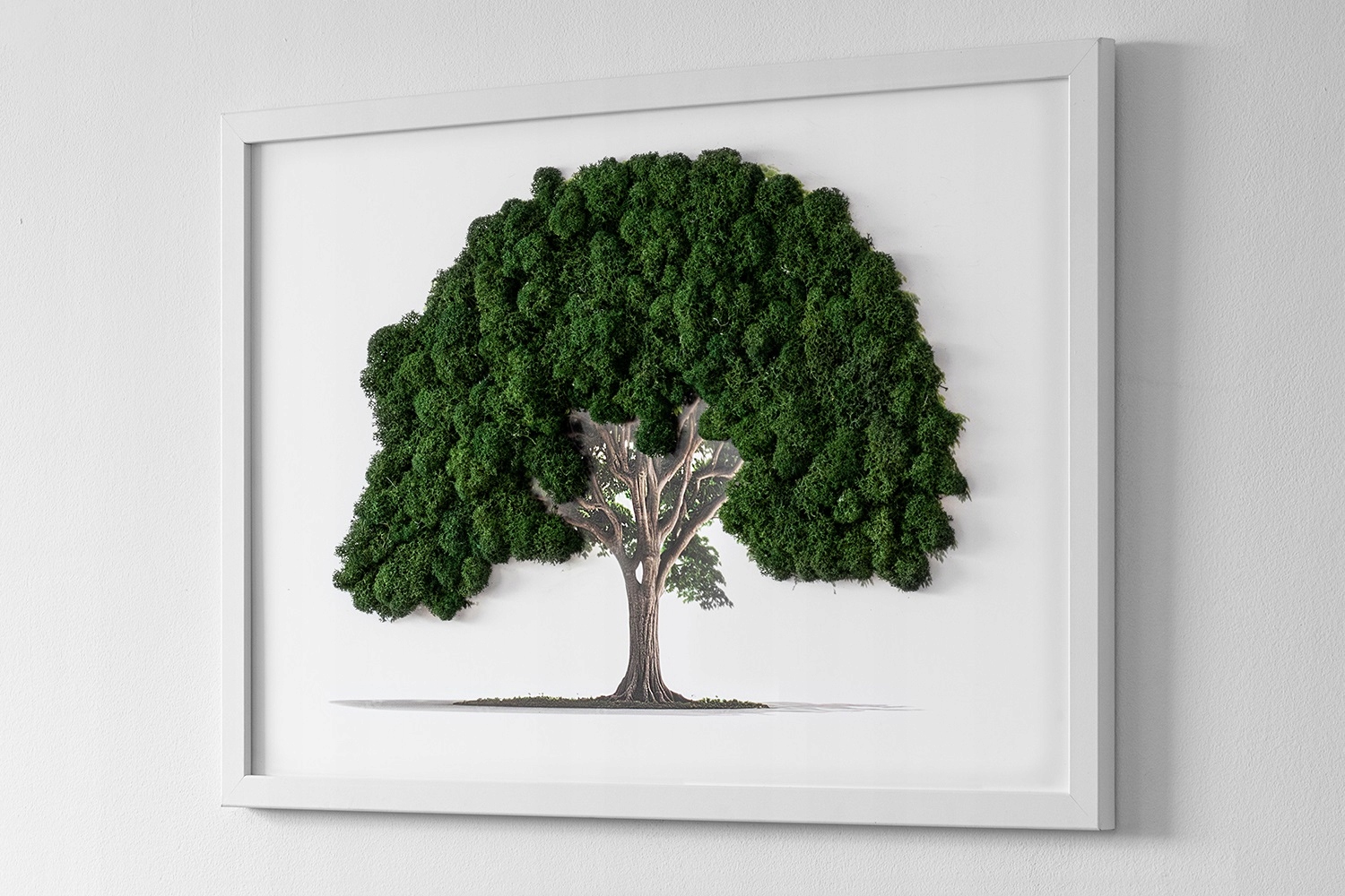 Naturalny obraz z mchem Drzewo na białym tle 60x40 Stan opakowania oryginalne
