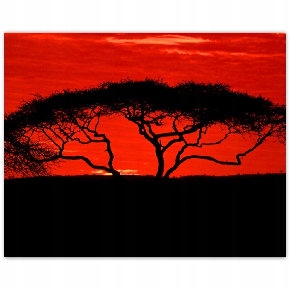 

Plakat 50x40 Akacja w Afryce