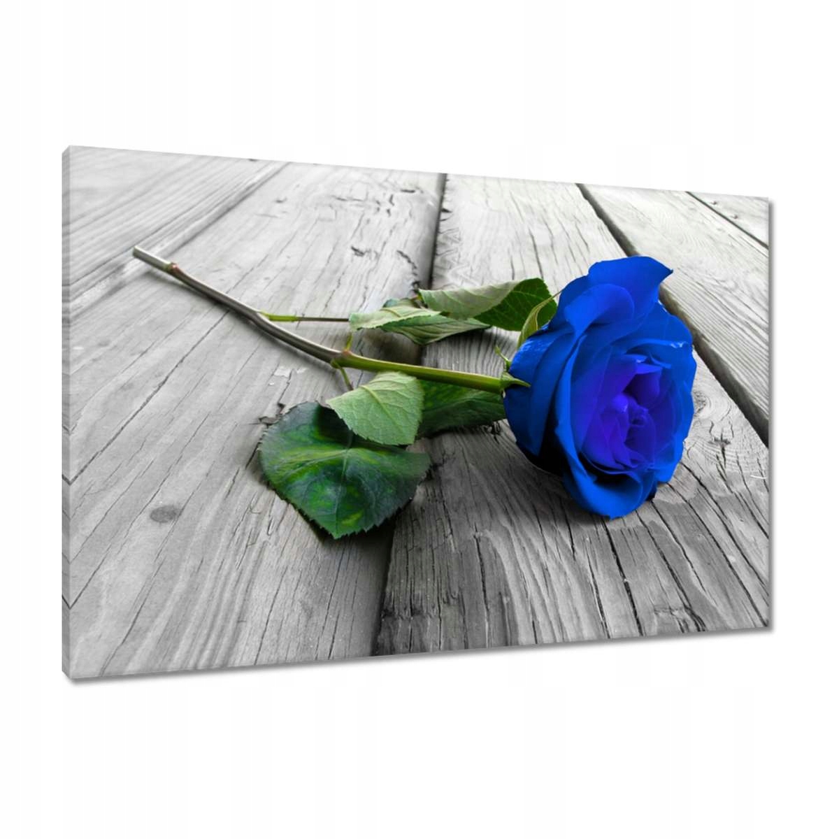 Obrazy 90x60 Modrá růže na deskách