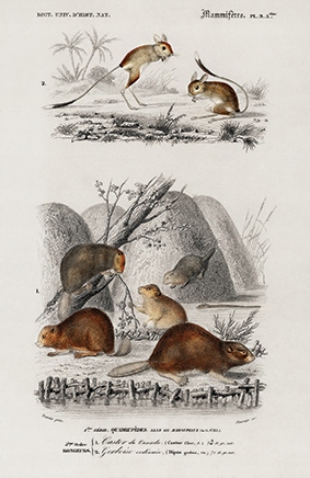 

Plakat, rycina Bóbr i Jerboa 40x26 zwierzęta Lue