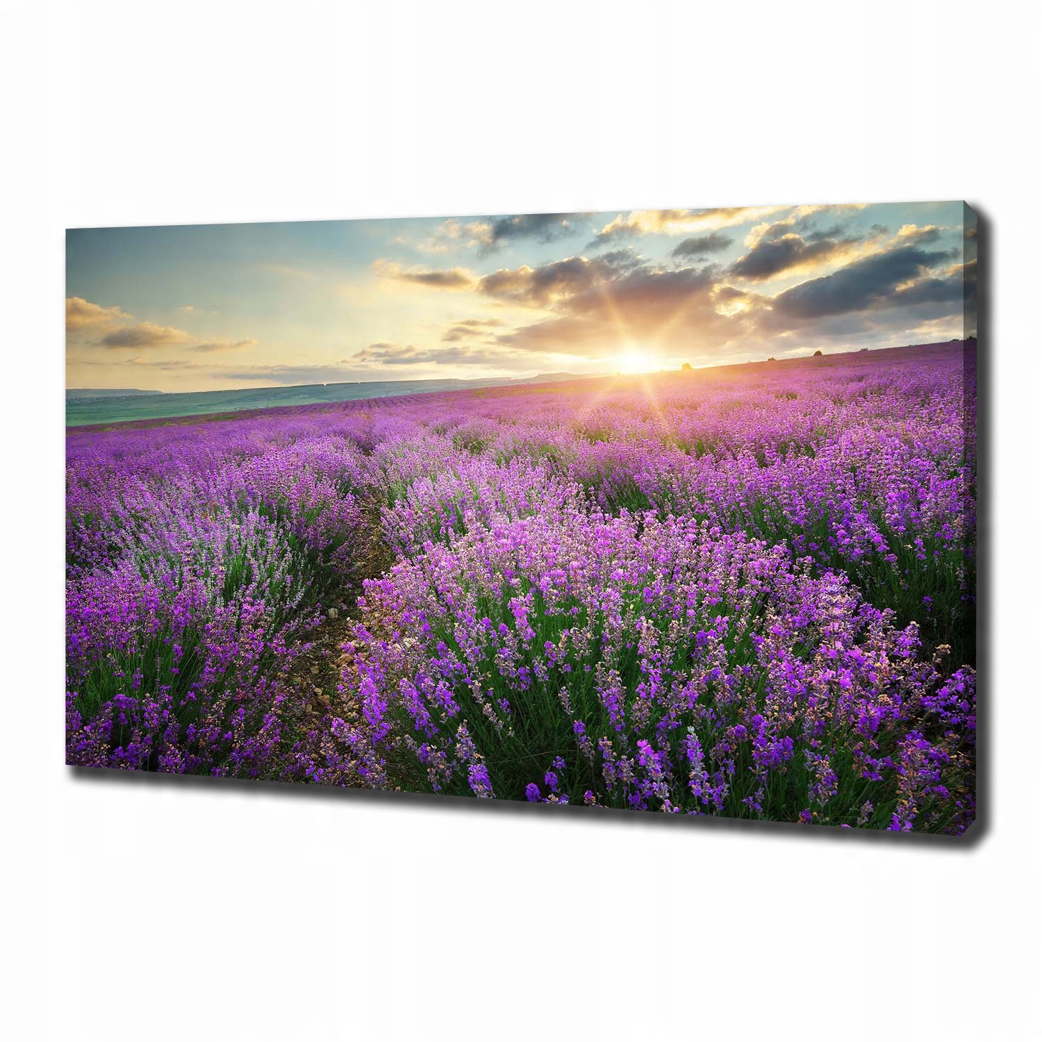 

Duży foto obraz na płótnie Pole lawendy 100x70 cm