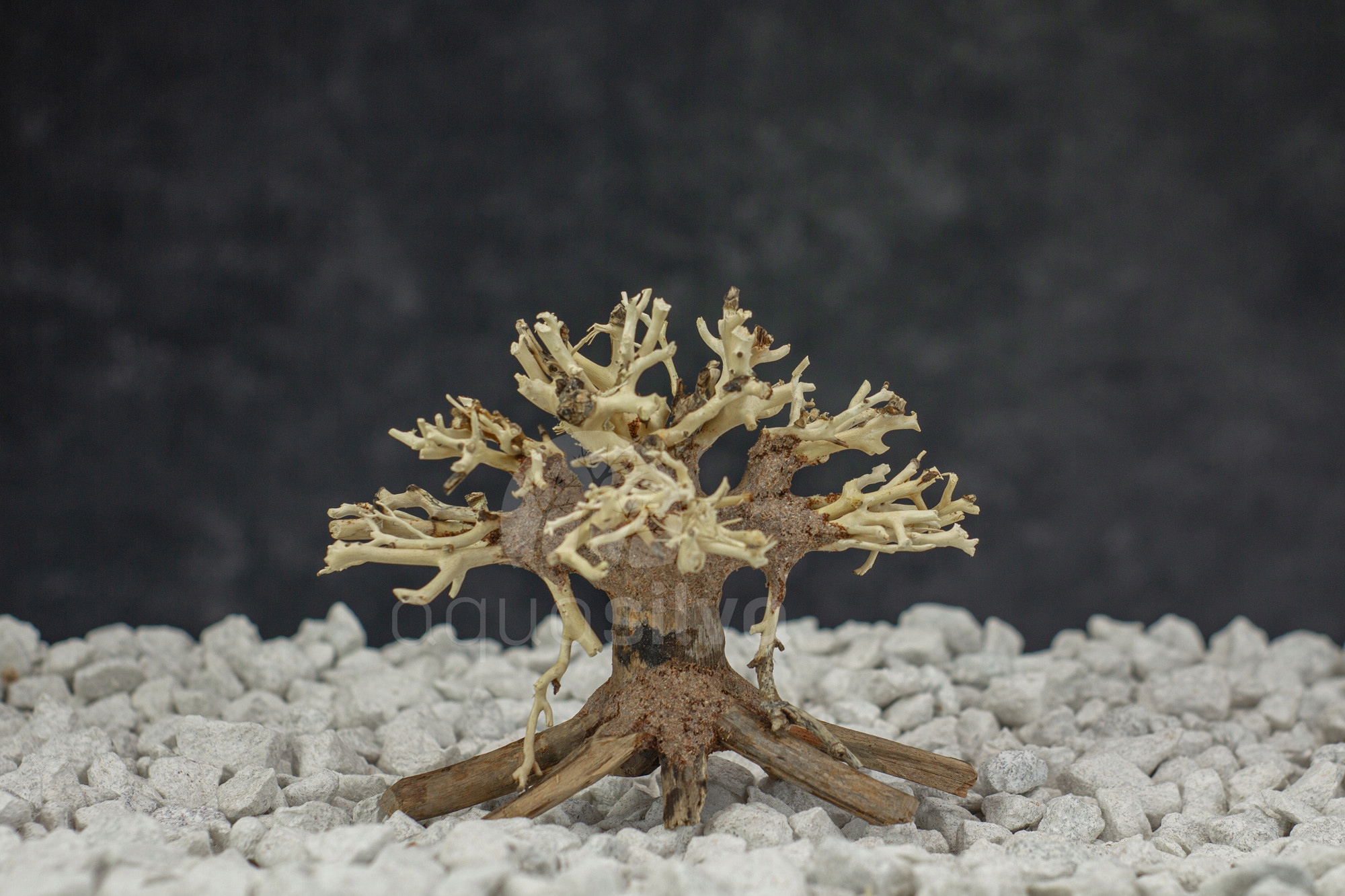 Levně Bonsai Wesa akvarijní kořen stromek aqua bonsai