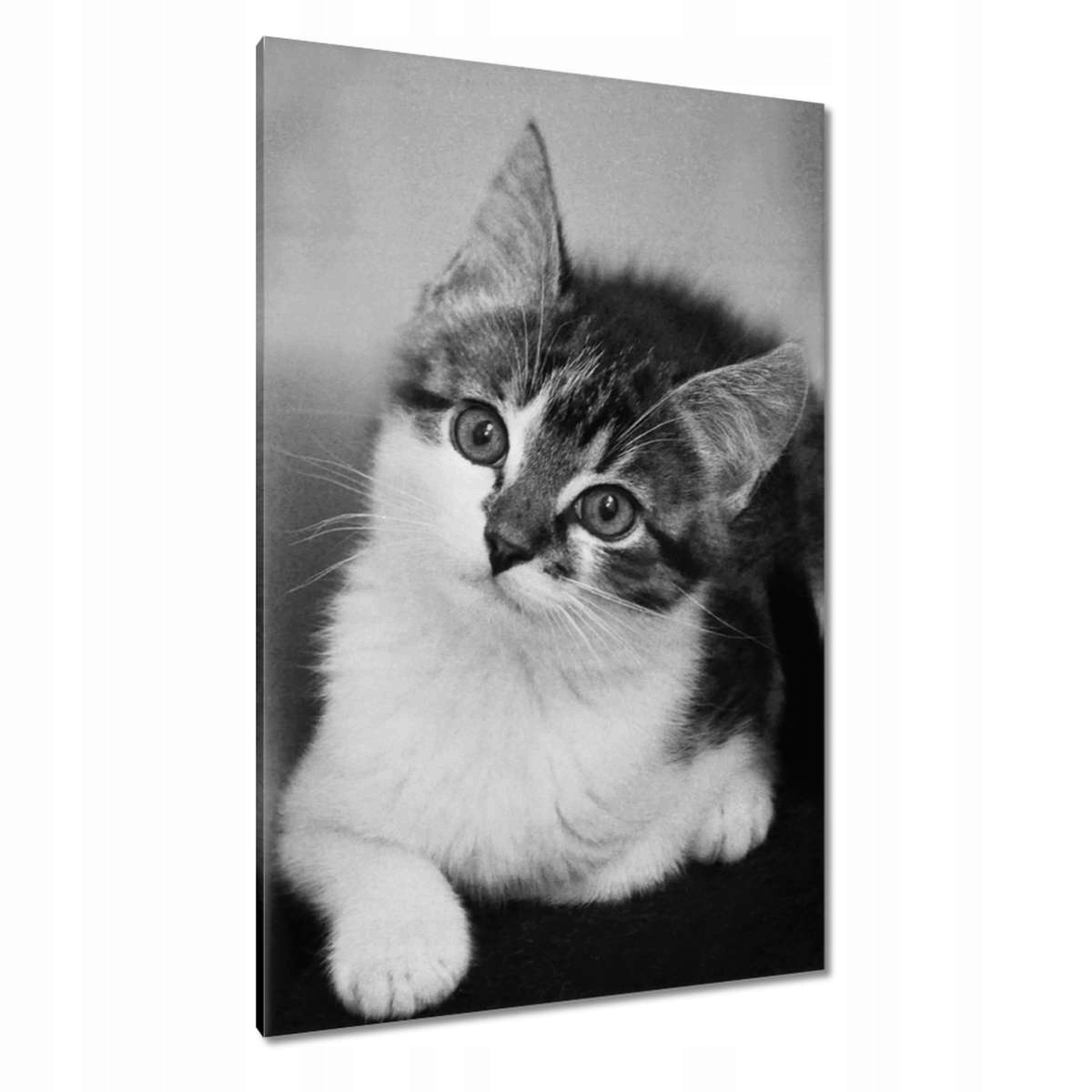 Obrazy 80x120 Kočička