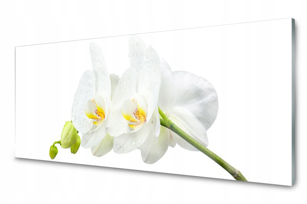 Obraz na skle Květ Bílý Orchidej 125x50