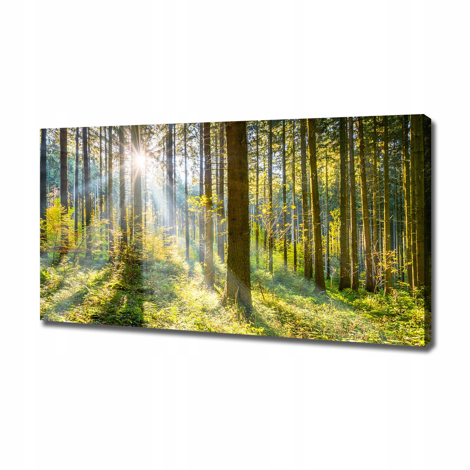 

Duży foto obraz na płótnie Las w słońcu 120x60 cm