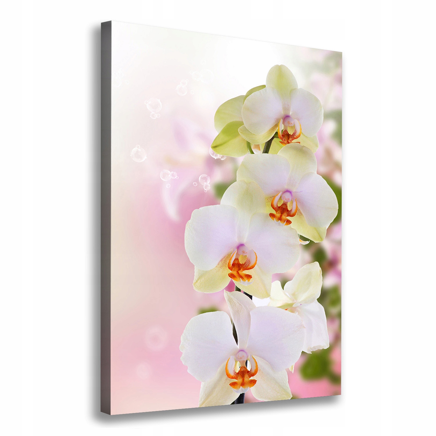 Fotoobraz obraz na plátně Bílá orchidej 70x100 cm