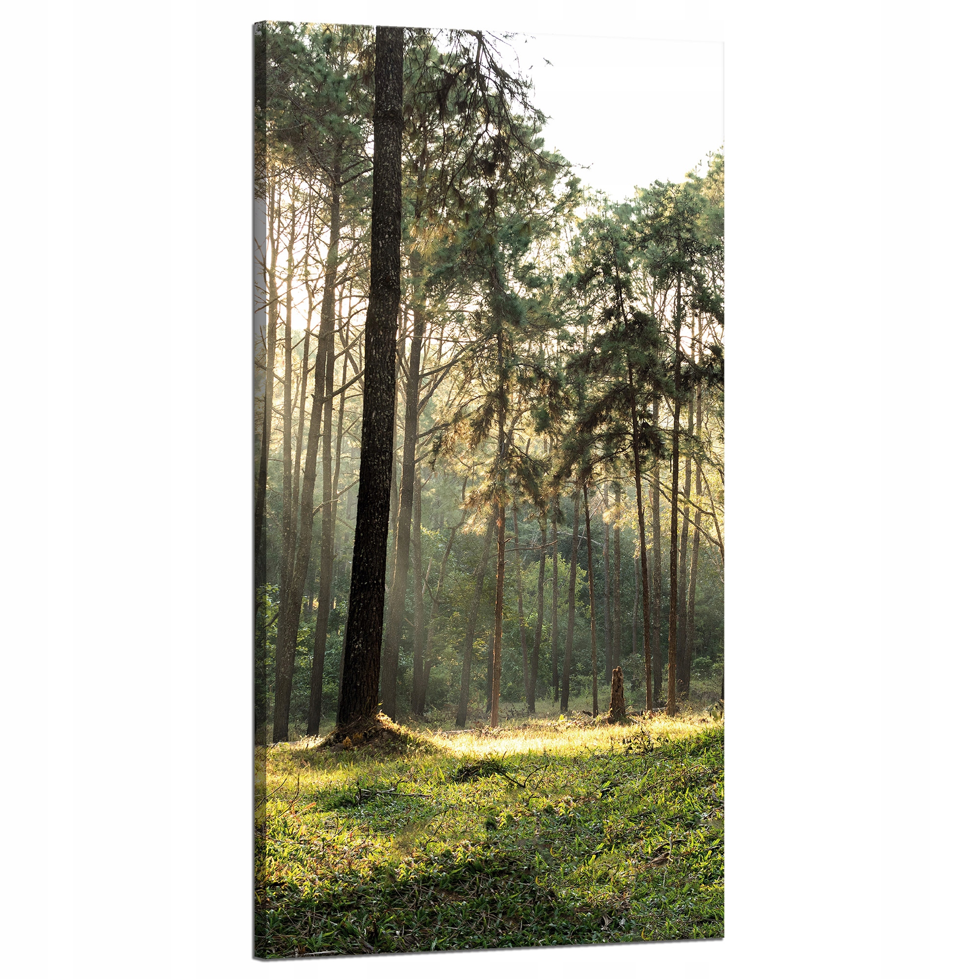 Obraz na plátně Les Stromy Slunce Příroda 60x120 cm