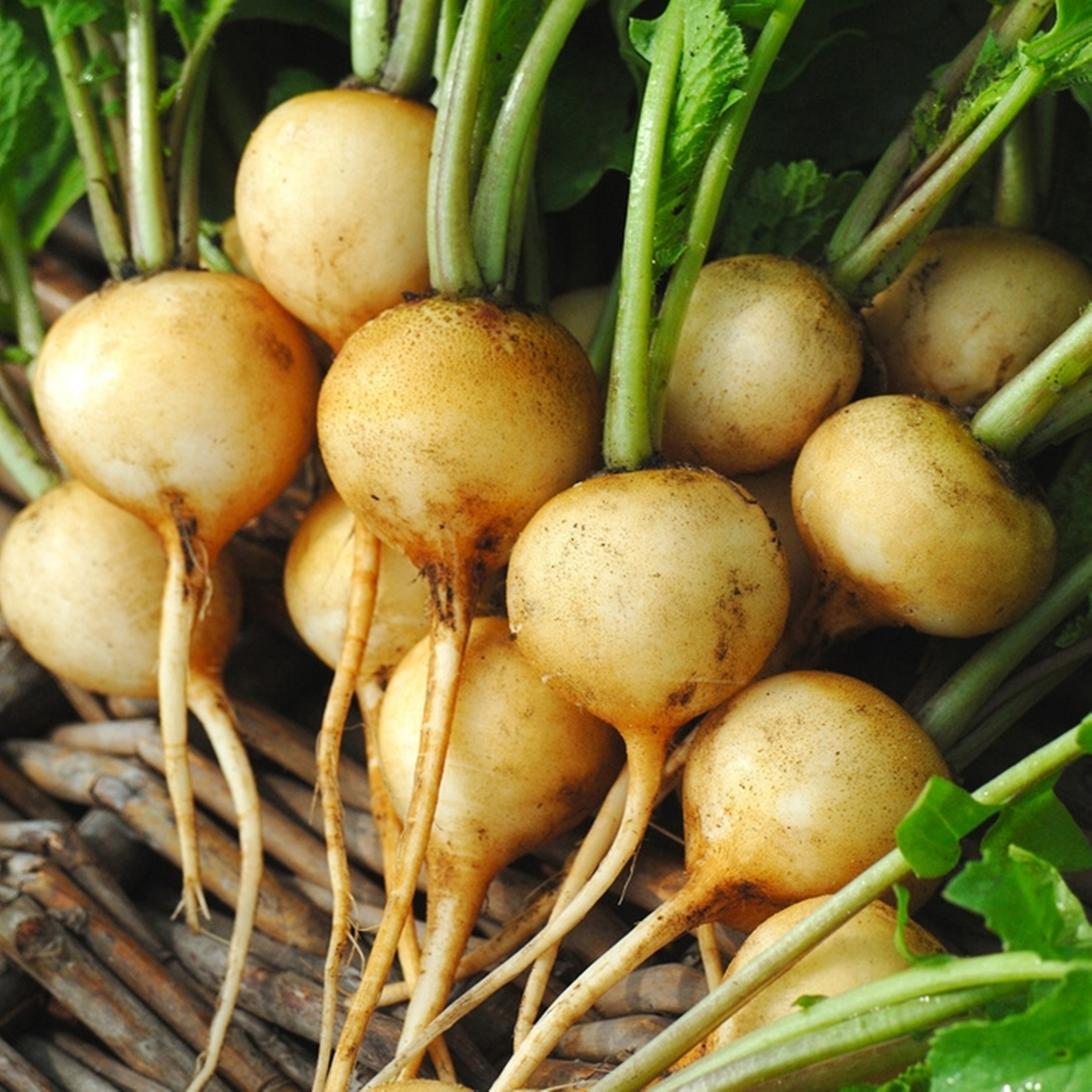 Репа голден болл. Редька. Редька кормовая. Репа голден болл. Репа белая.