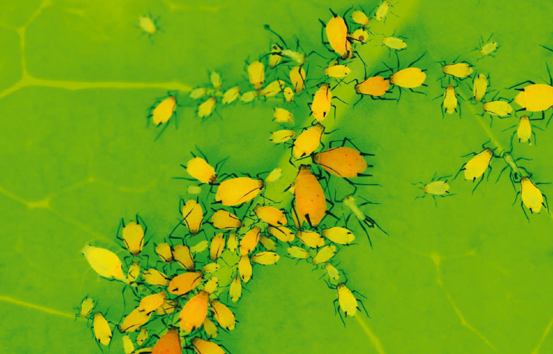 OPRYSK PREPARAT PŁYN ŚRODEK NA MSZYCE PRZĘDZIORKI WCIORNASTKI NO PEST 100ML Pojemność 0.1 l