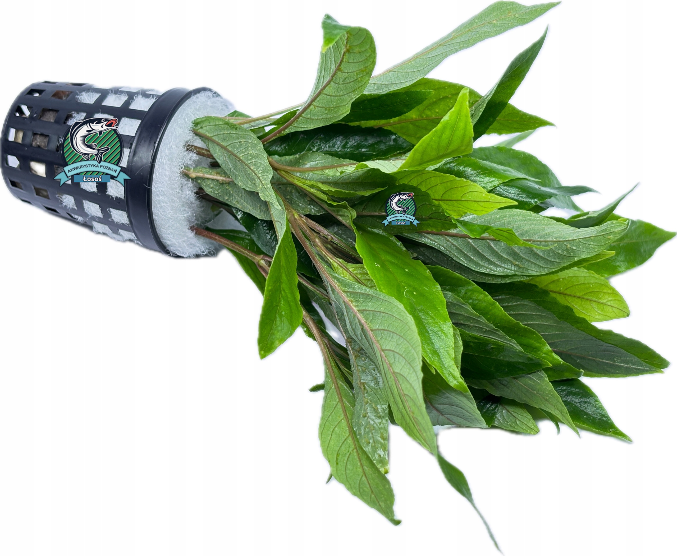 Hygrophila angustifolia [koszyk]