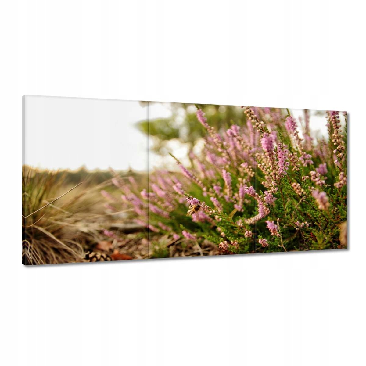 Obrazy 180x90 Lesné vresovisko Šišky