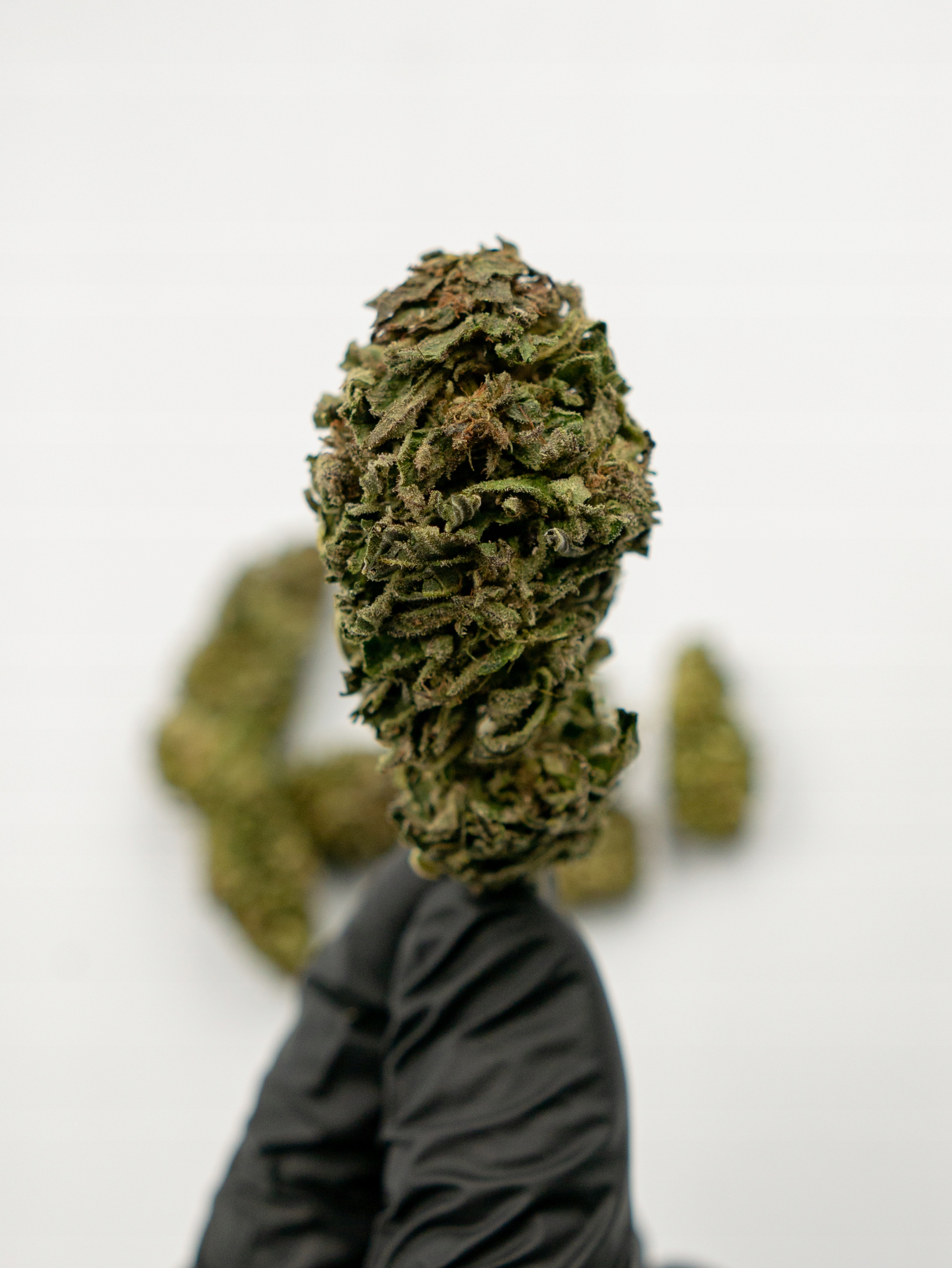 

Wenus Susz Konopny Cbd 7% Konopny Buch 2G