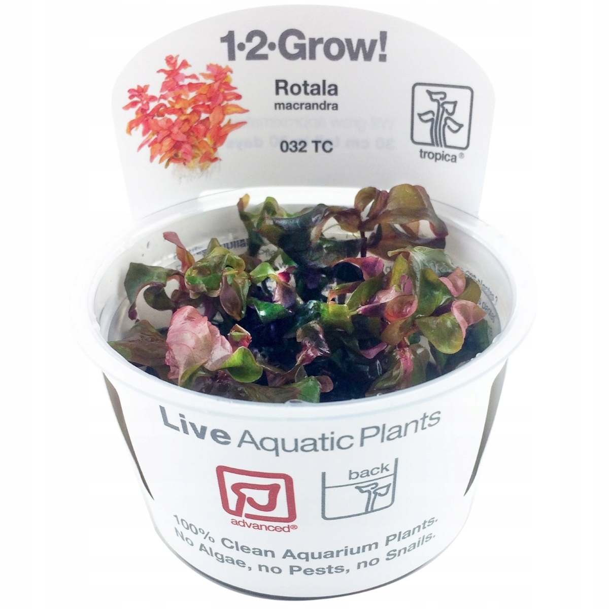 Tropica 1-2-Grow Rotala Macrandra - Roślina do akwarium - kubek 7cm