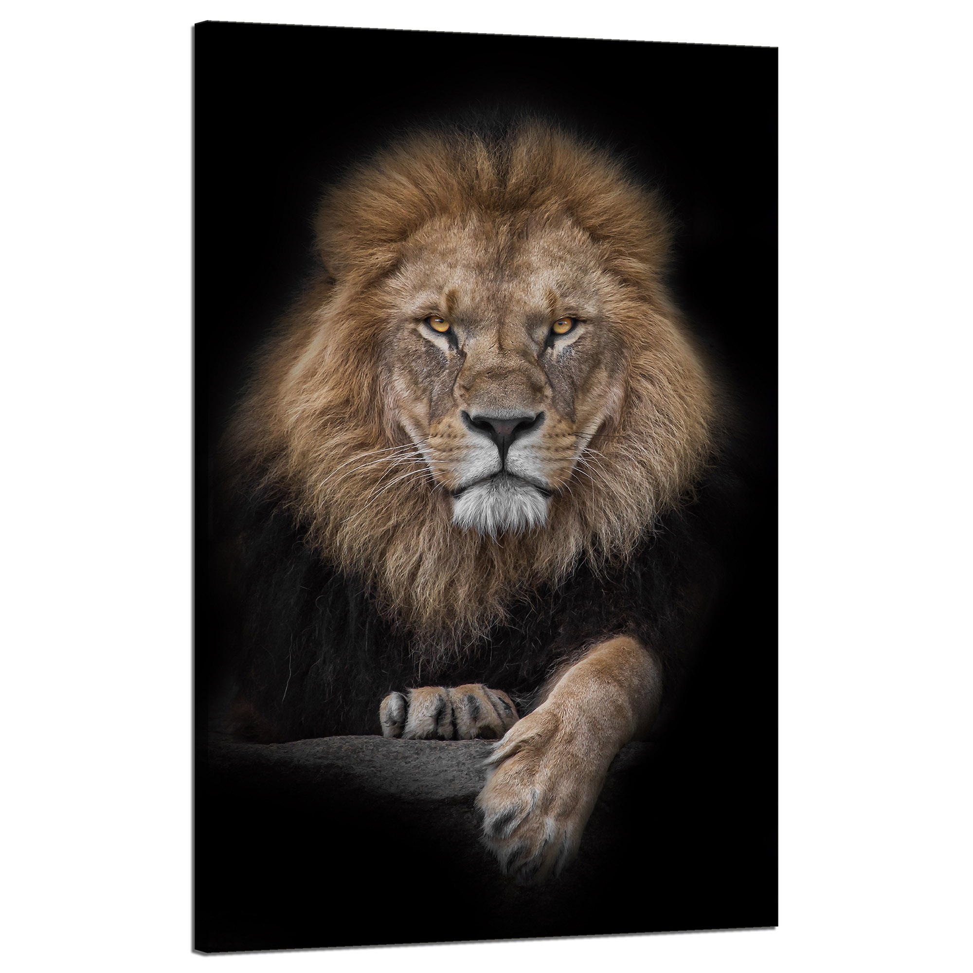 Obraz na plátně Šedý lev Tvář Divočina 50x80 cm