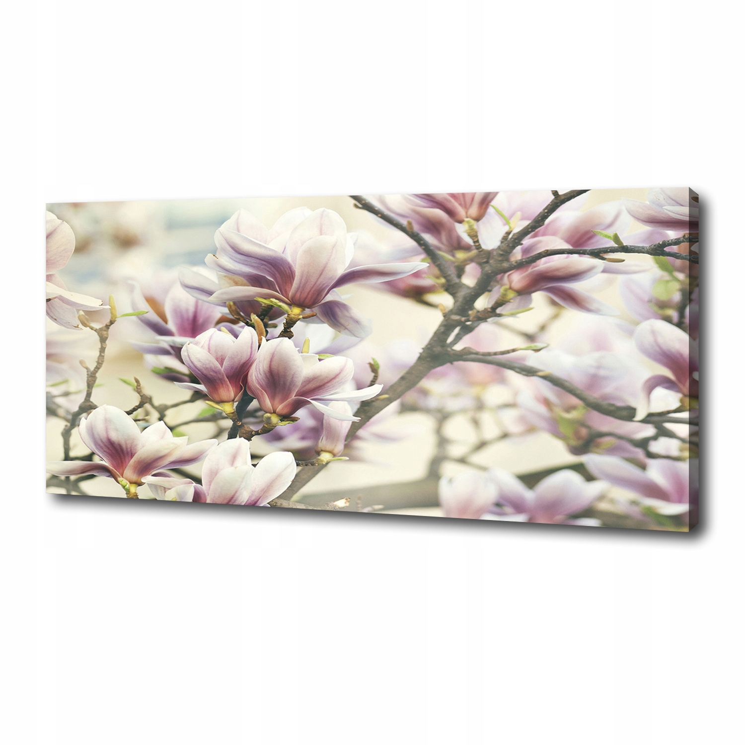 

Foto obraz canvas na ścianę Magnolia 125x50 cm
