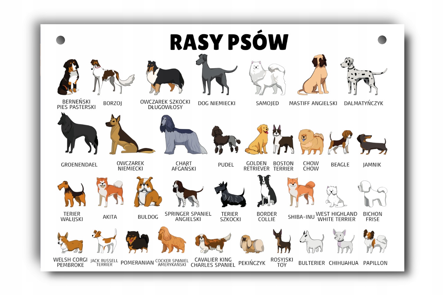 

Tablica edukacyjna rasy psów psy rasowe lista A4