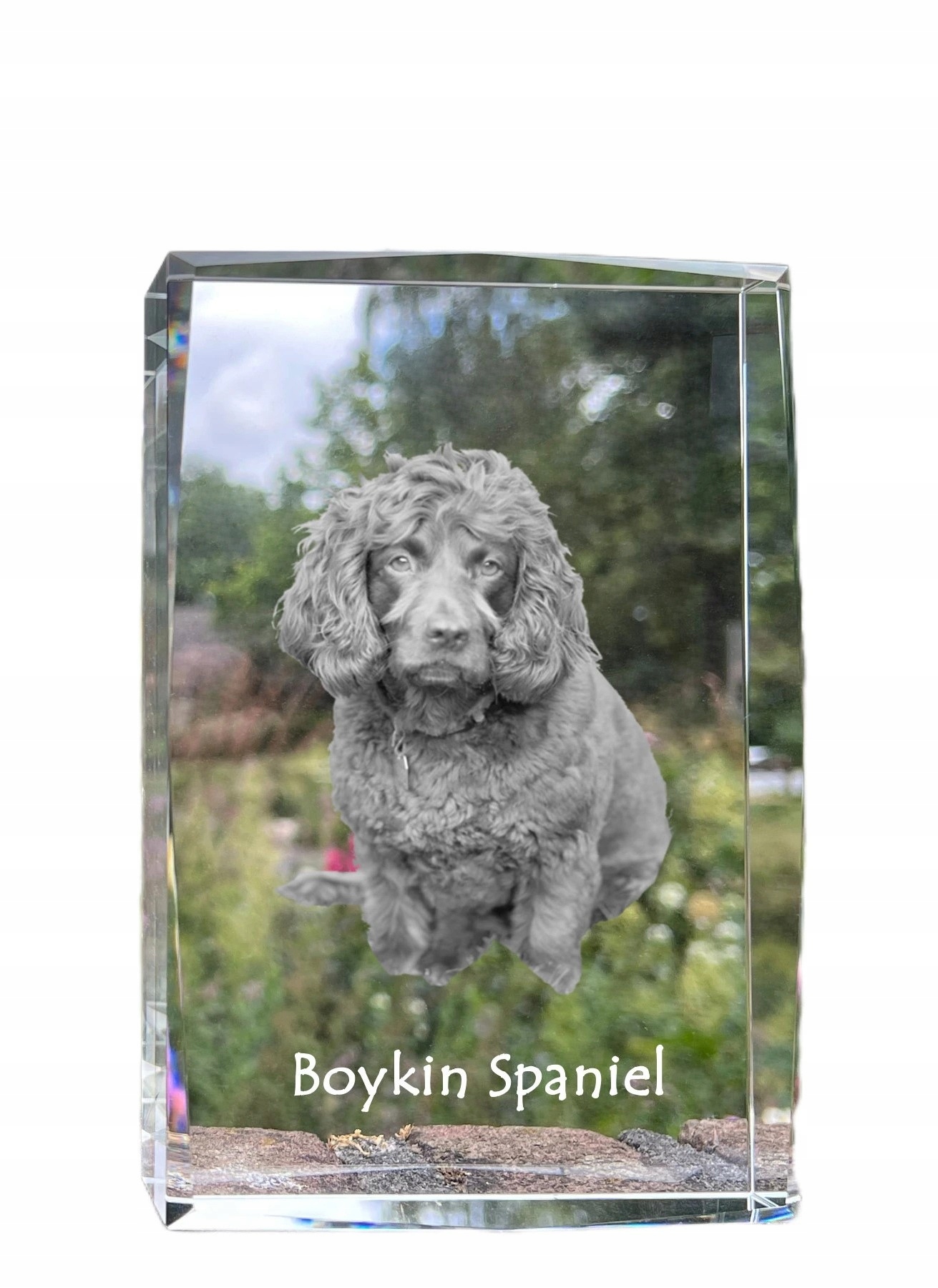 Boykin Spaniel fotografia psa v kryštáli, suvenír, trofej, poďakovanie