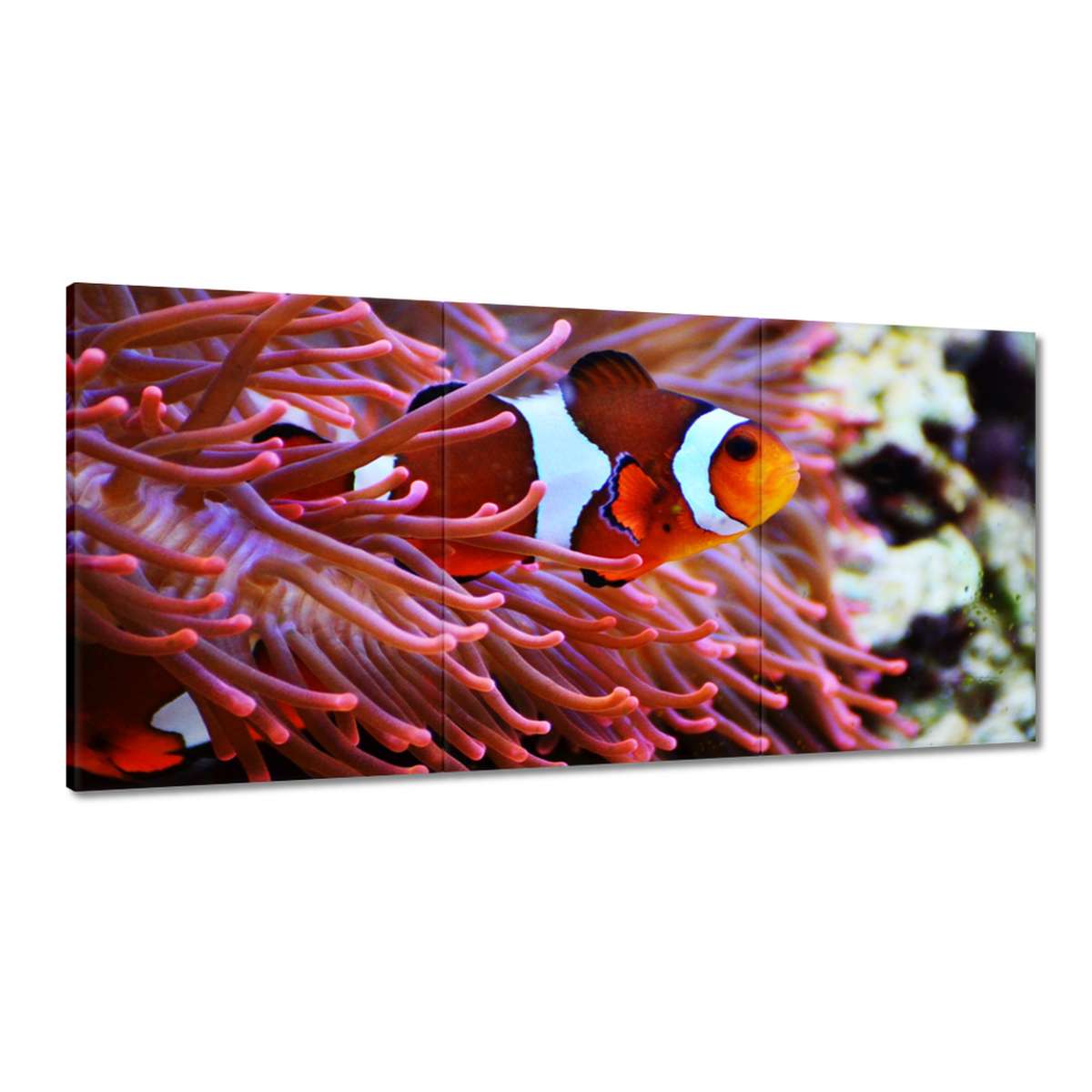 Obrazy 180x90 Oranžová rybka Rafa