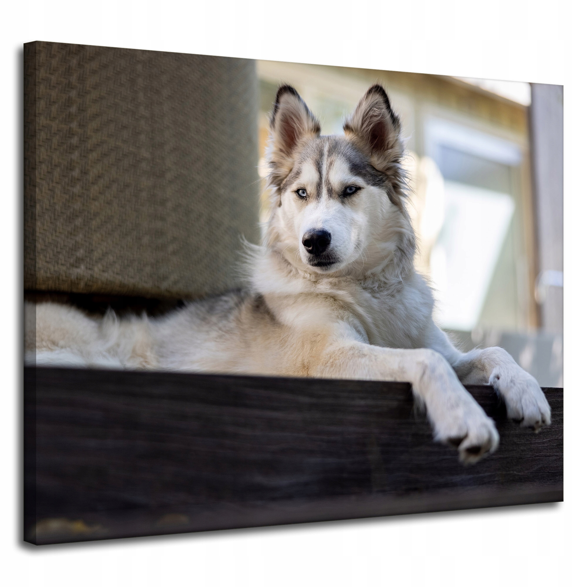 Obraz Canvas Zvířata Pes Husky Špic 100x80 cm