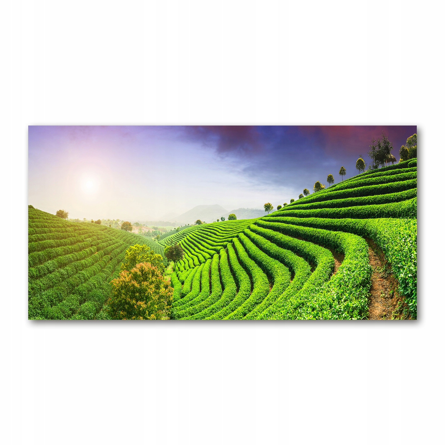 Fotoobraz sklo akryl Čajová plantáž 120x60 cm