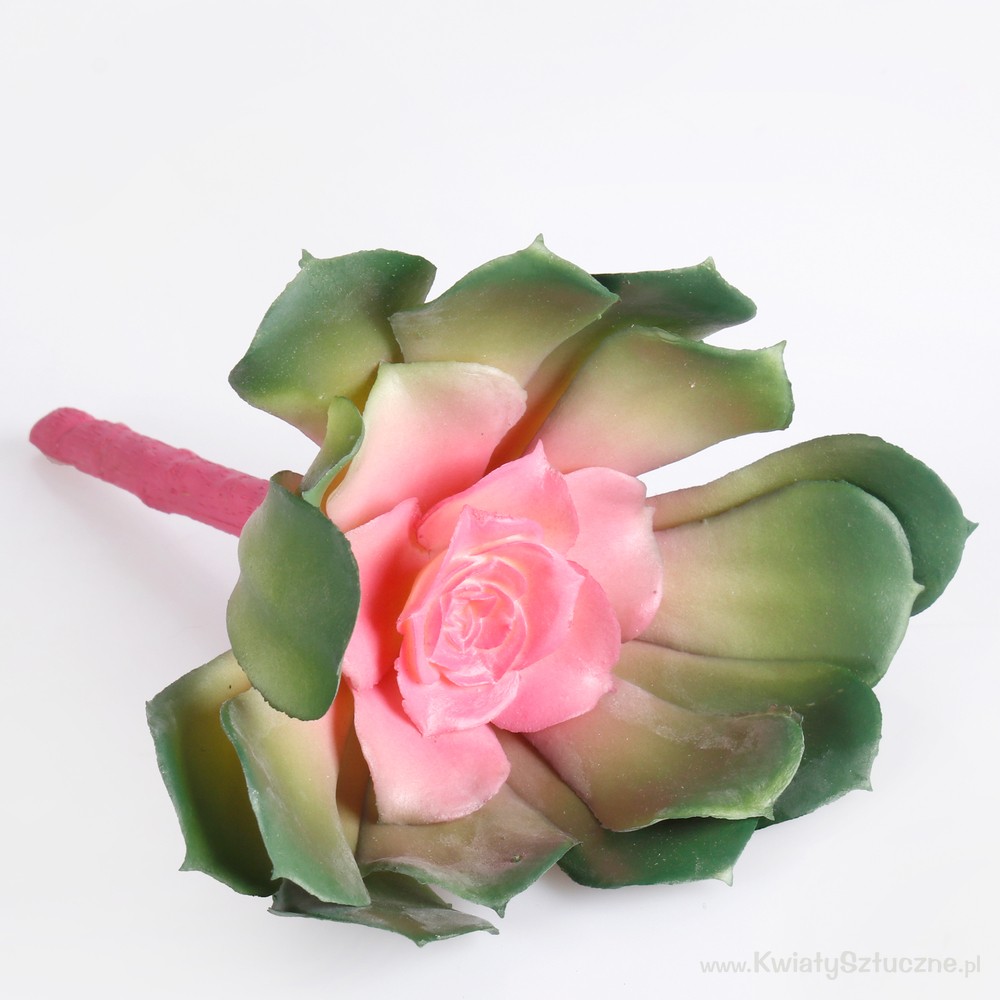 

Sukulent – Echeveria