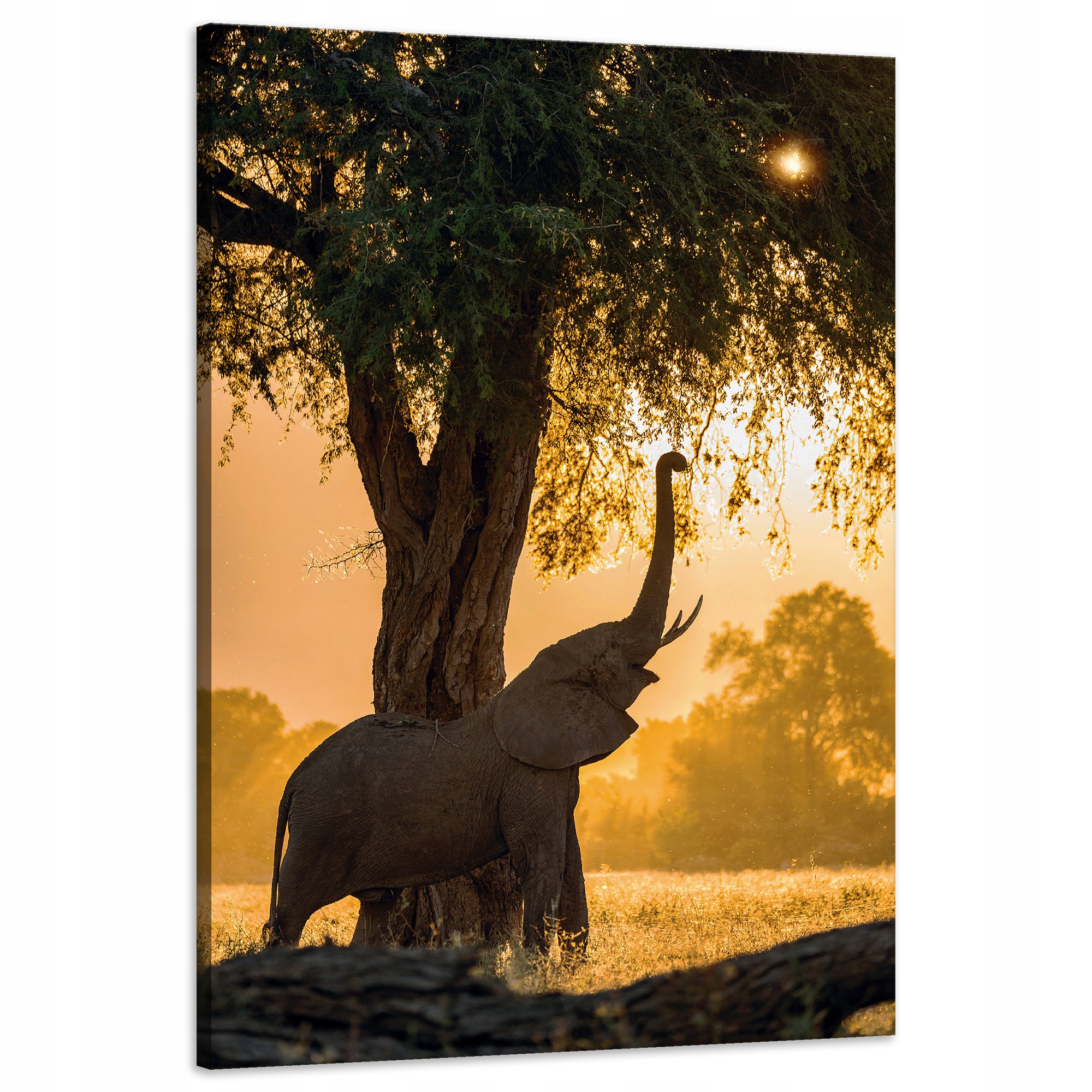 Obraz na plátně Pózující slon Savana Západ Slunce 60x90 cm