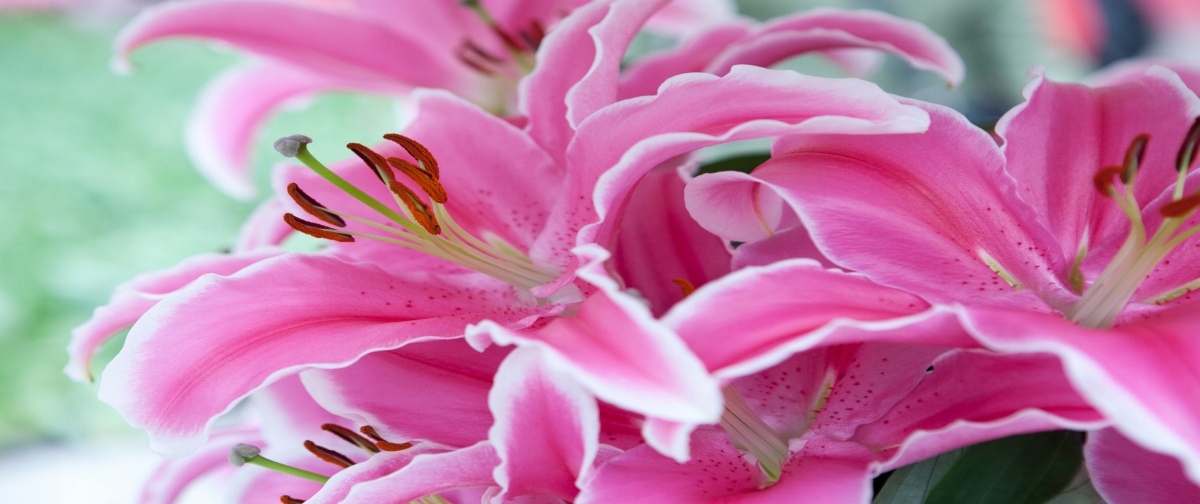 

Fototapeta Flizelinowa Różowa lilia 250x104