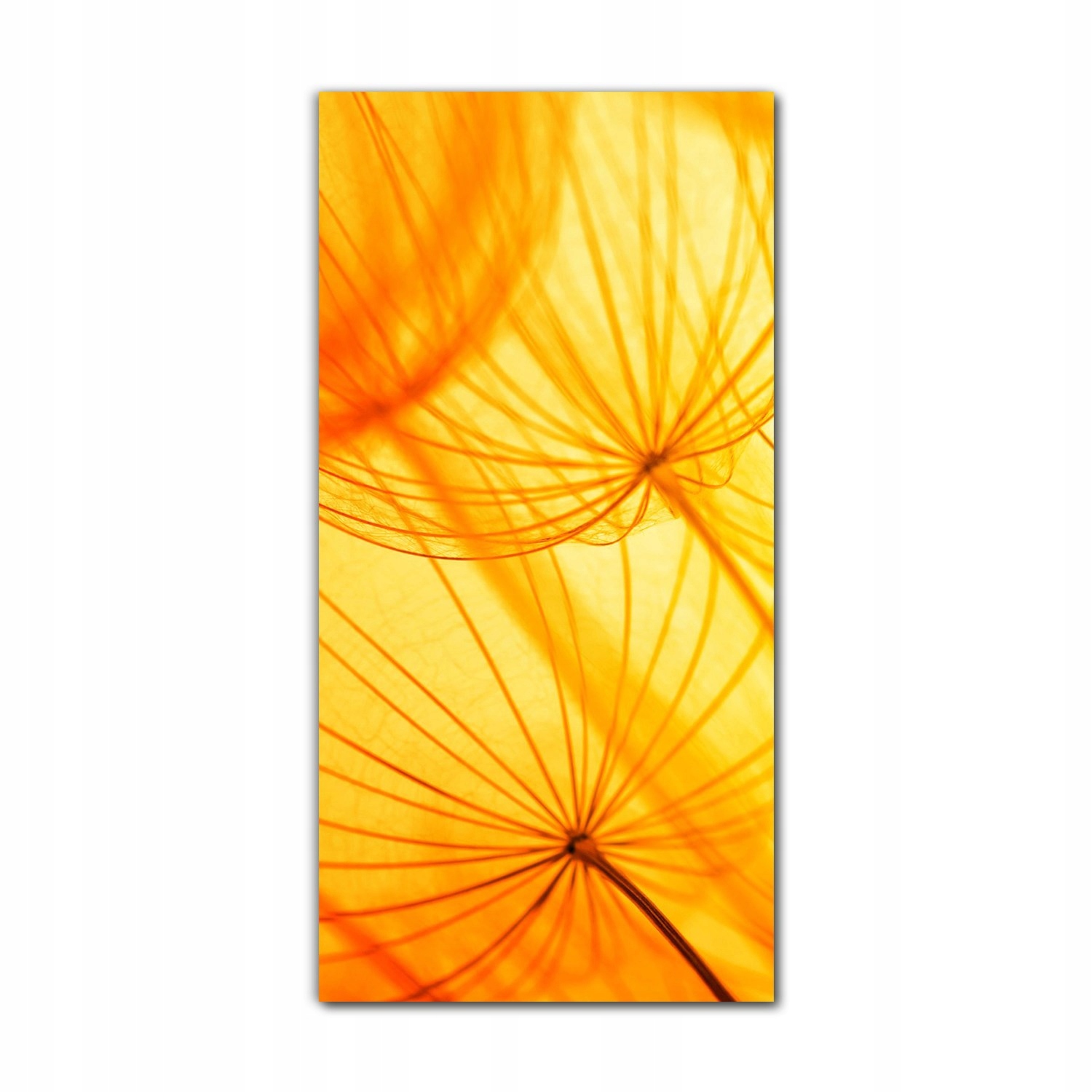

Obraz na szkle na ścianę 70x140 cm Mniszek kwiat