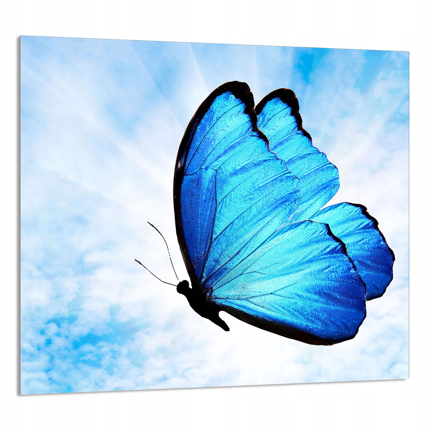 Skleněný Panel Do Kuchyně 65x60 Motýl Tvrzené Sklo