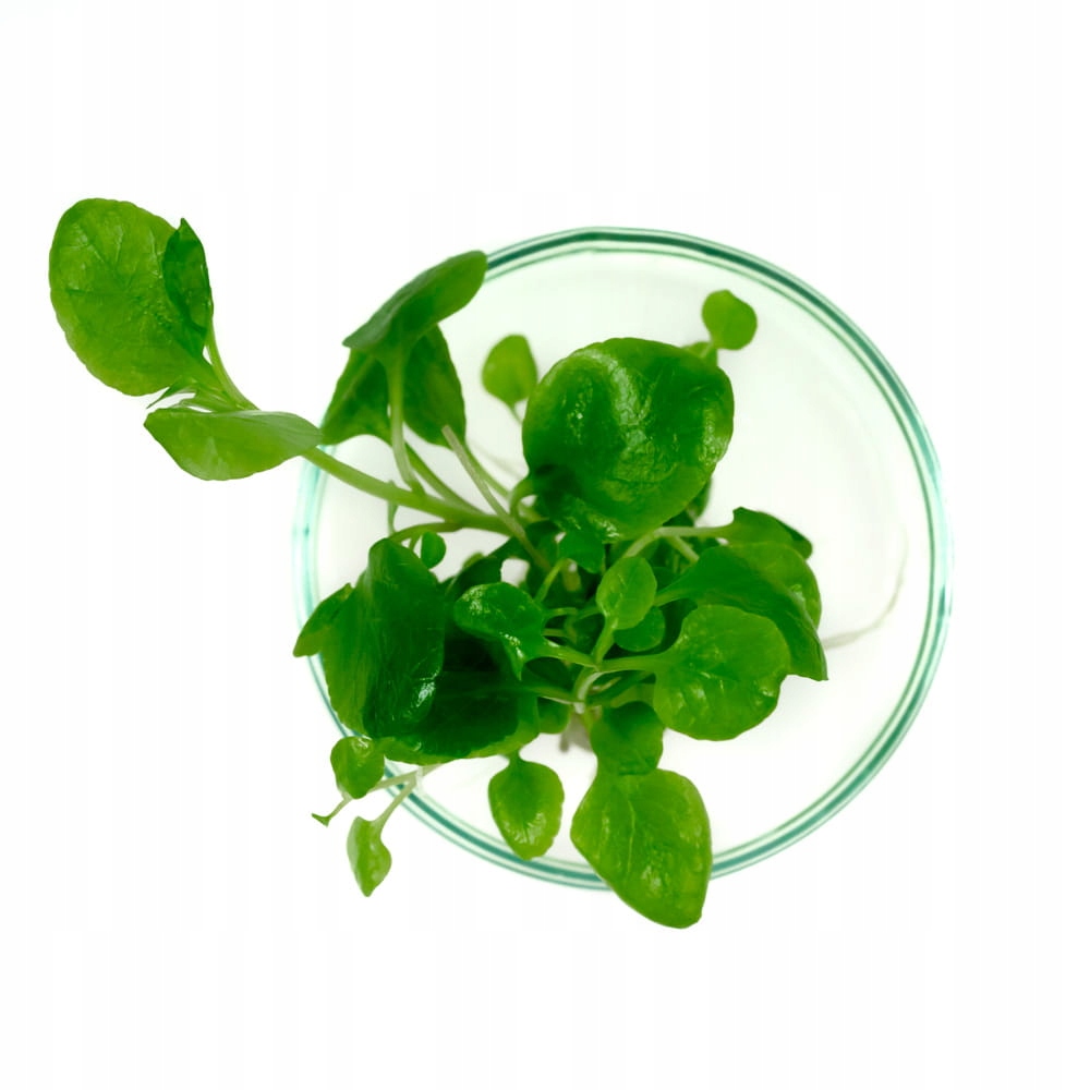 Lobelia Cardinalis In Vitro 2szt Dekoracyjna Roślina do Akwarium Wysokość maksymalna 40 cm