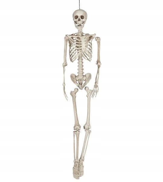 Kostra Skelet 160 cm Dekorácia Na Halloween Sediaca Závesná XXL