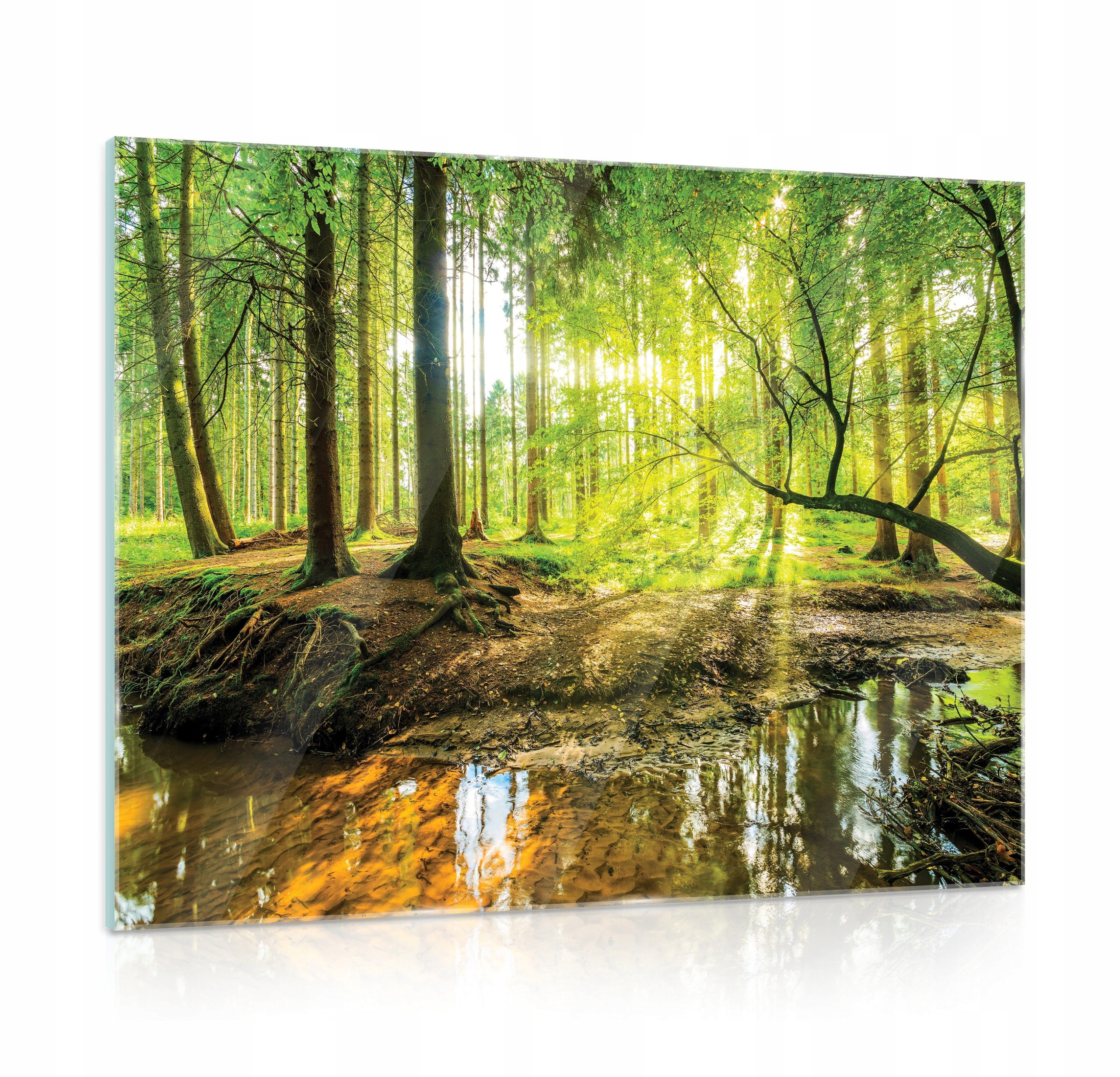 Skleněný obraz na skle do koupelny Les 80x60