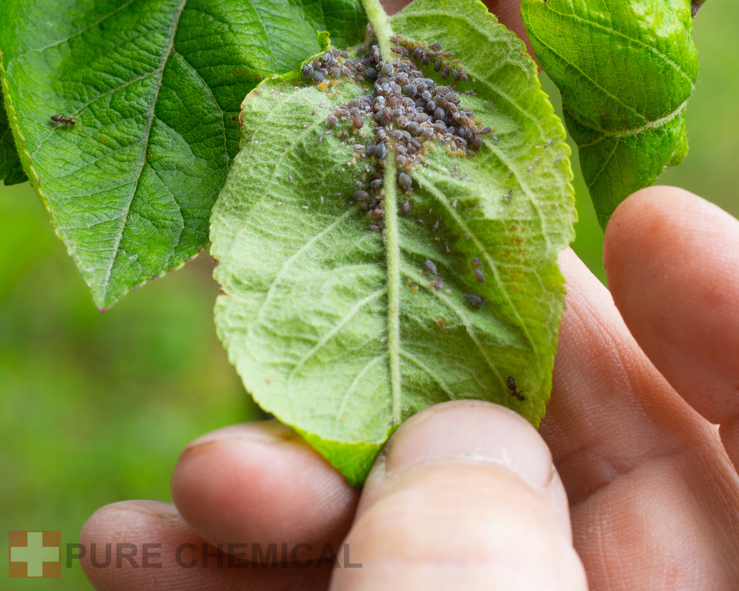 OLEJEK NEEM DO ROŚLIN NIERAFINOWANY NATURAL 100ml Stan opakowania oryginalne