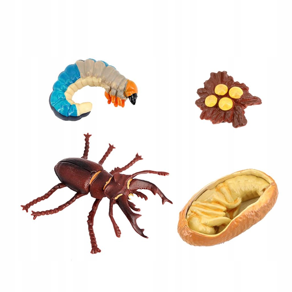 Life Cycle Classroom Accessories, Teaching Insect
