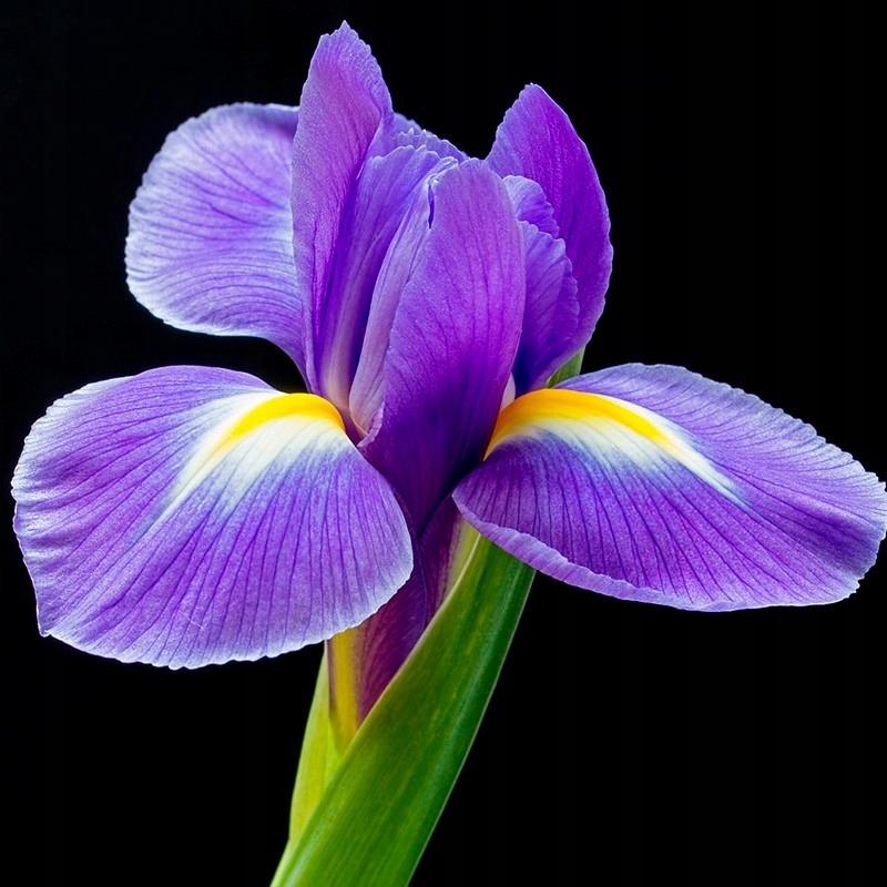 PERFUMY DAMSKIE YODEYMA CELEBRITY WOMAN 50 ML Seria inna