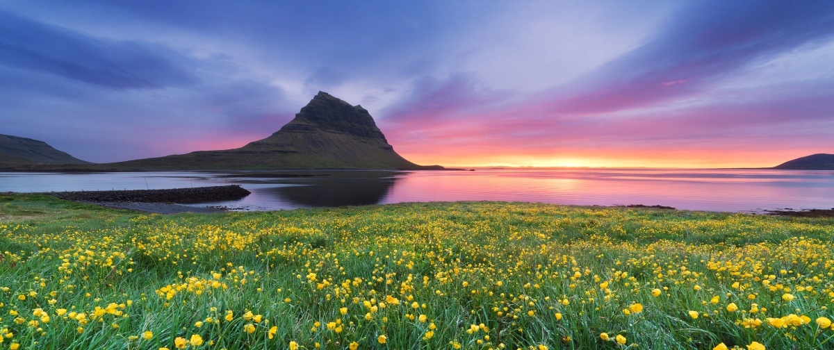 

Fototapeta Flizelinowa Żółte kwiaty 250x104