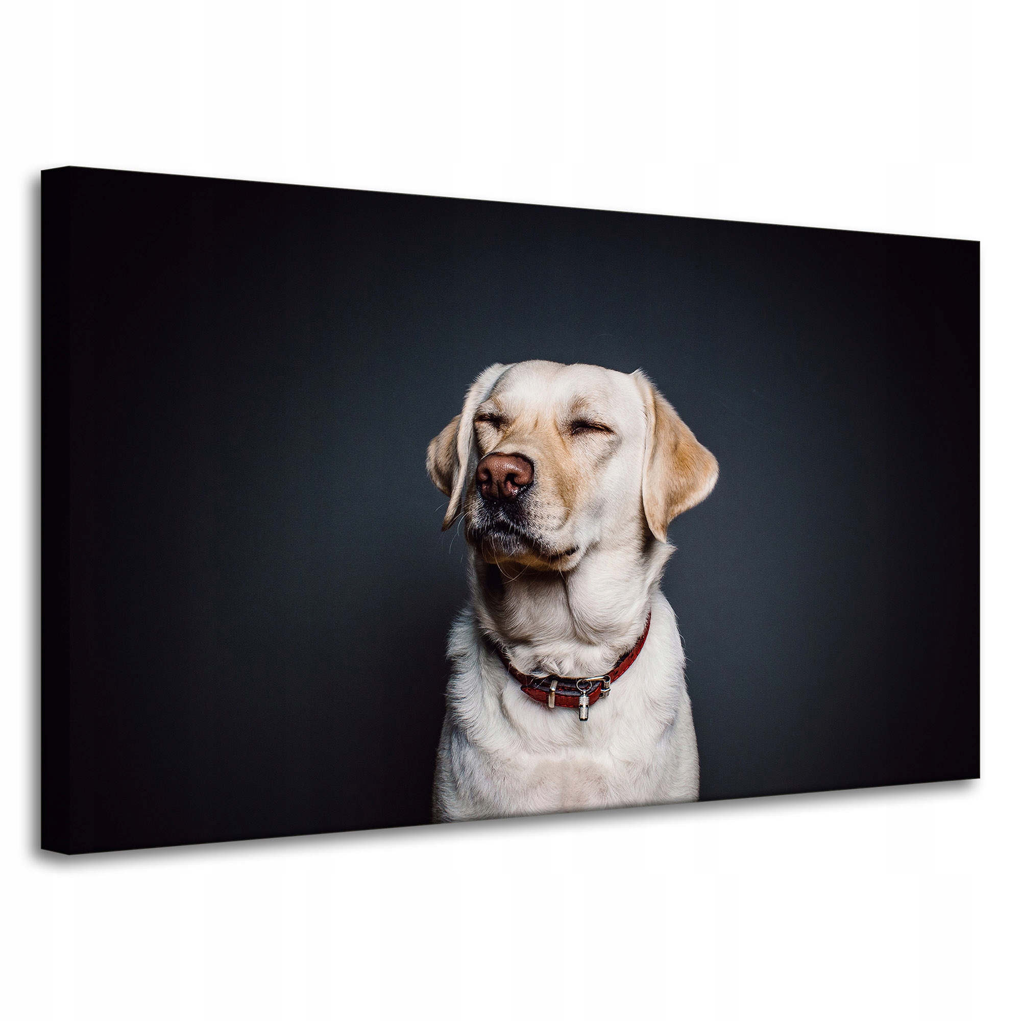 Obraz na plátně Zvířata Labrador Obojek 100X60