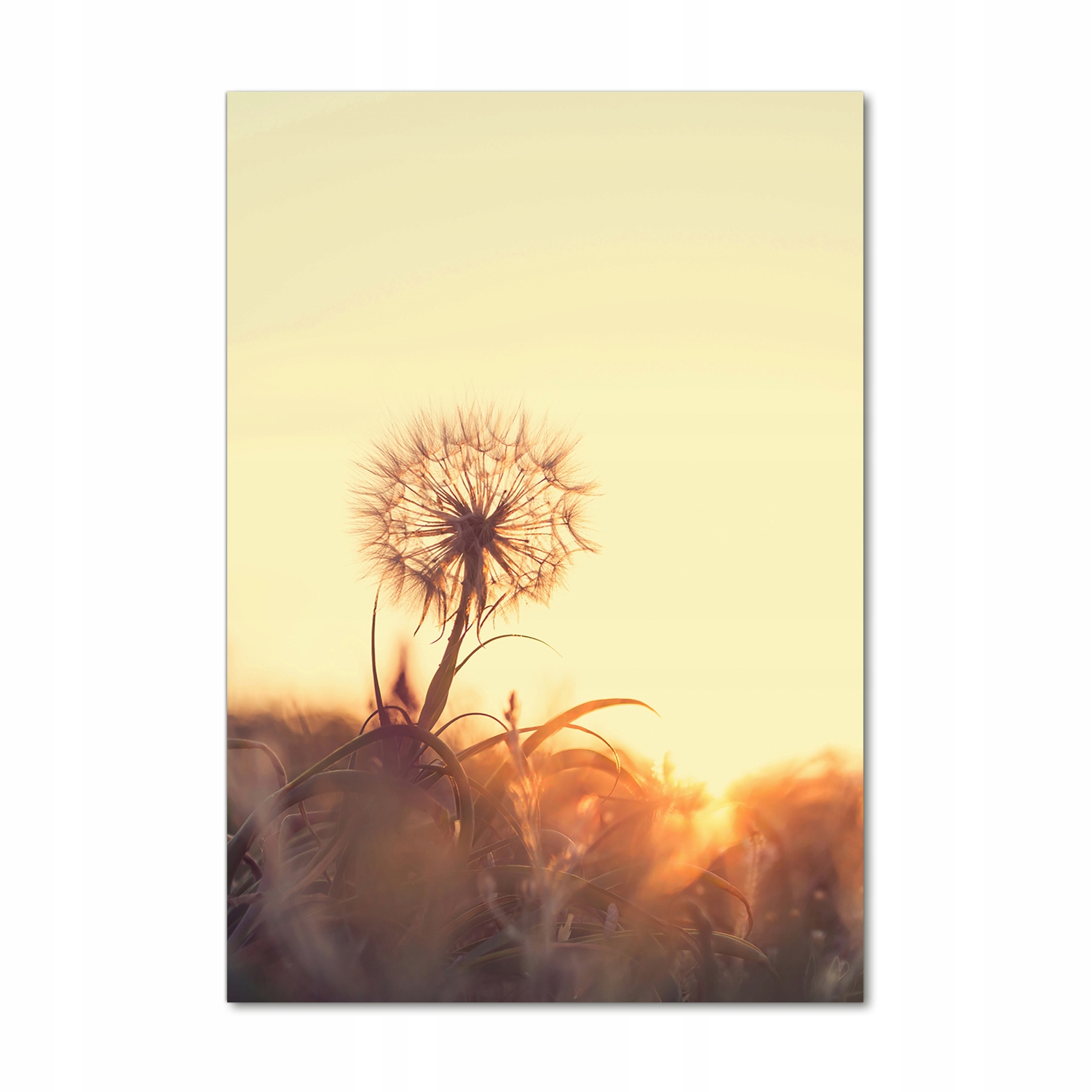 

Foto obraz akrylowy na ścianę Dmuchawiec 70x100cm