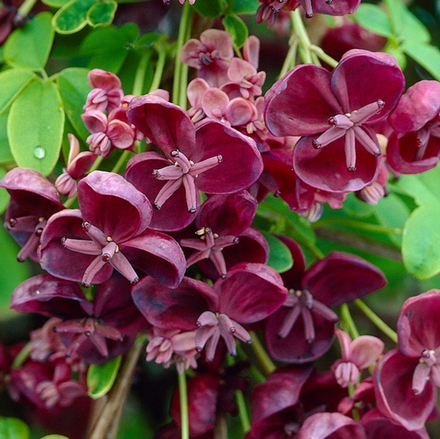 CZEKOLADOWE PNĄCZE! SZYBKO ROSNĄCA AKEBIA, DUŻE SADZONKI