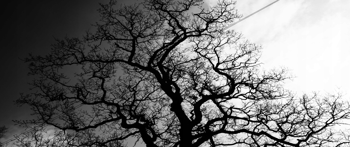 

Tapeta flizelinowa Drzewo 250x104