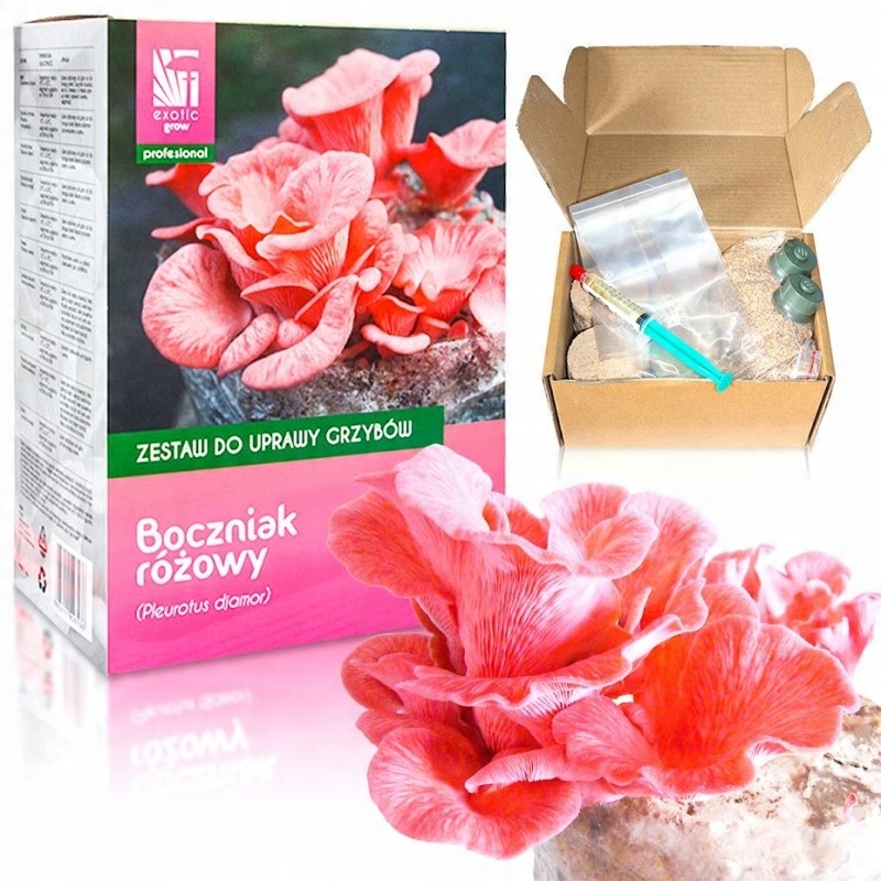 

Boczniak Różowy domowa hodowla Żywa grzybnia 1kg