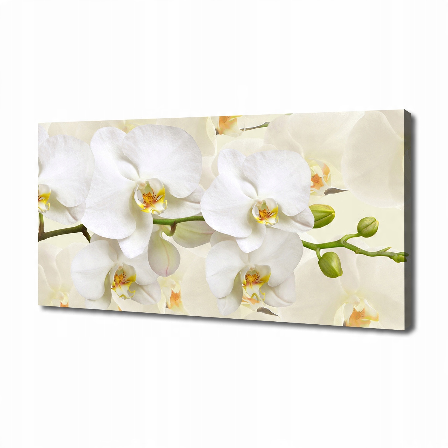 

Foto obraz canvas na ścianę Orchidea 140x70 cm