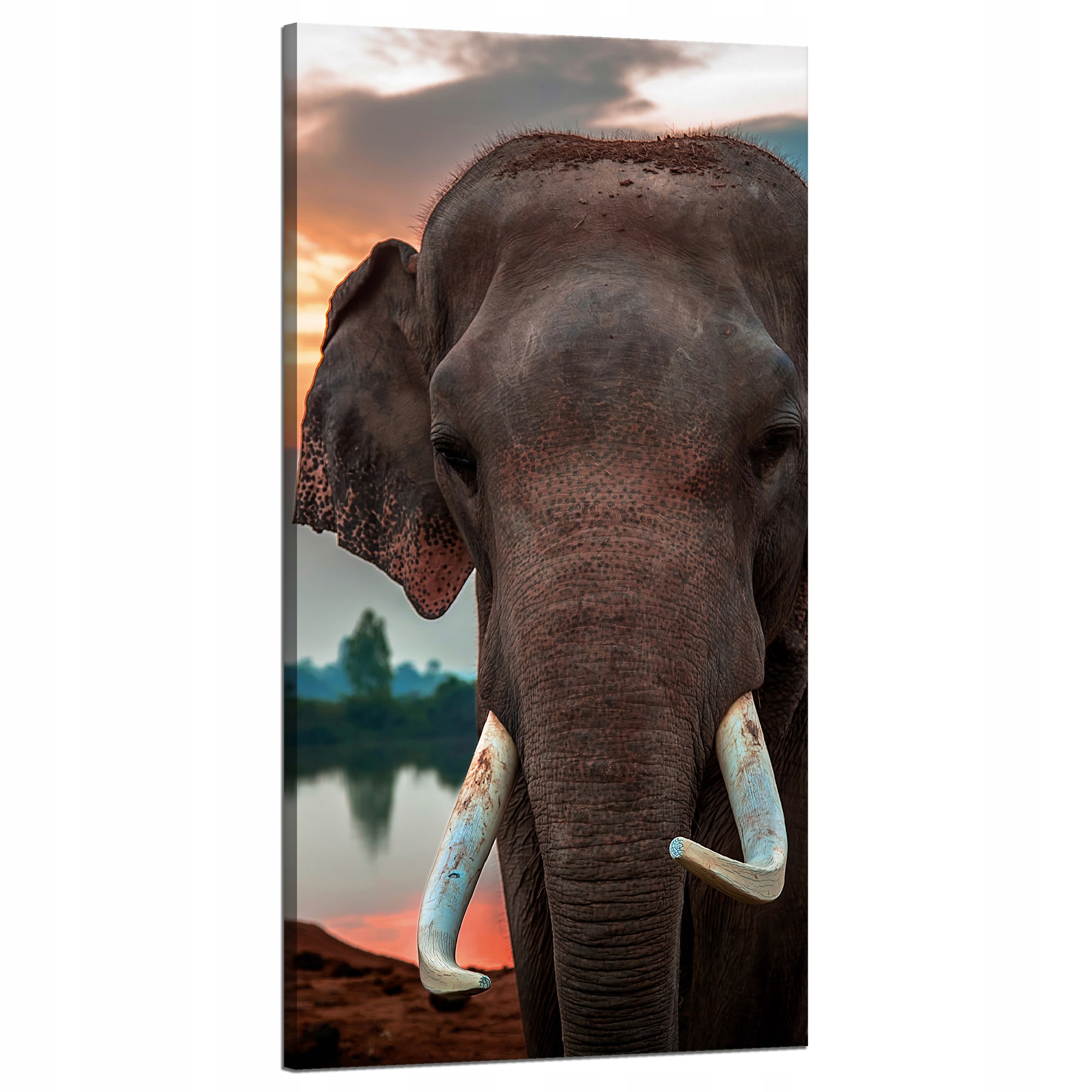 Obraz na plátně Krásná obloha Slon Příroda 60x120 cm Ideální jako dárek