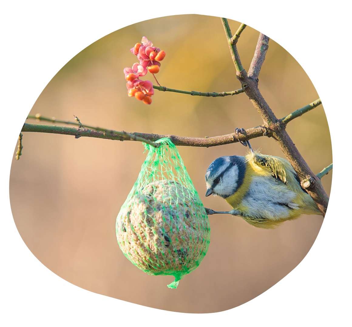 KULE TŁUSZCZOWE KULKI BILE ZIARNO KARMNIK KARMA POKARM DLA DZIKICH PTAKÓW Opakowanie plastikowe pudełko