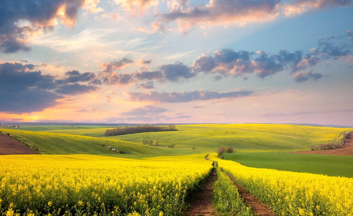 

Fototapeta Flizelinowa Kwitnące Pola 416x254