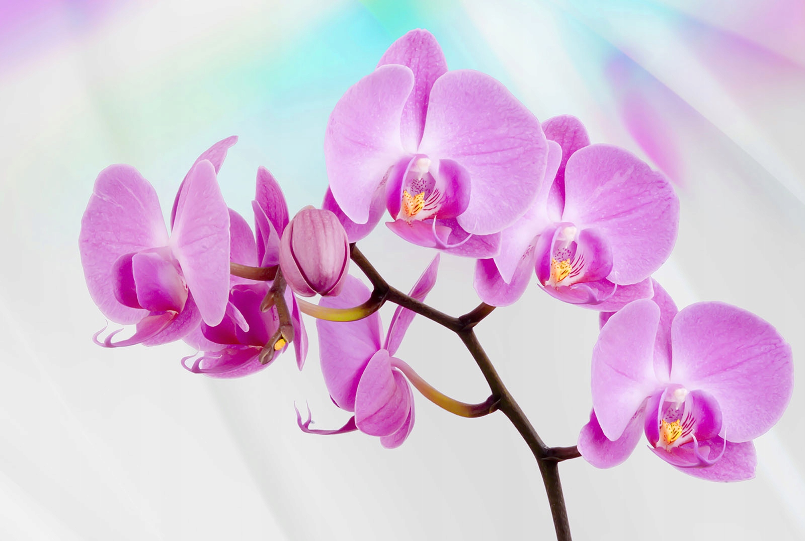 Fototapeta flizelina Růžové orchideje jemný květinový motiv 200x140 lepidlo