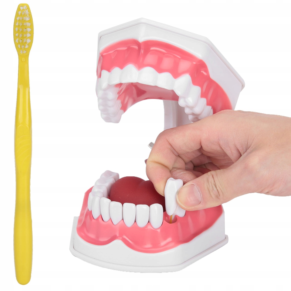 MODEL ANZNY SZCZĘKI ZĘBÓW SZCZĘKA